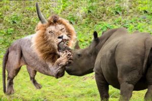 Animal fights caught on camera. Predators are furious.