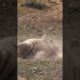 Animals Dust Bathing