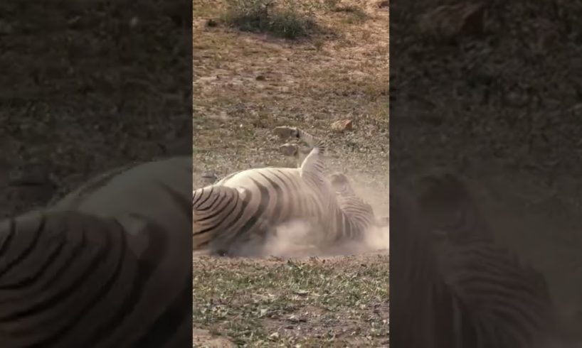 Animals Dust Bathing