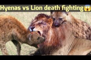 Animals Fighting For Food | Lion Vs Hyena, Wild Dog Amazing