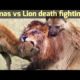 Animals Fighting For Food | Lion Vs Hyena, Wild Dog Amazing