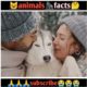 Animals amazing facts |facts about animals #facts #shorts #2022