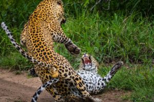 Animals fights | Animal fights caught on camera | Animals fights moments