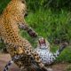 Animals fights | Animal fights caught on camera | Animals fights moments