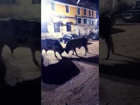 Animals fights #cows #shorts #shortsvideo