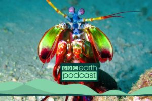 Are Superpowers Inspired By Animals? | BBC Earth Podcast Full Episode | BBC Earth