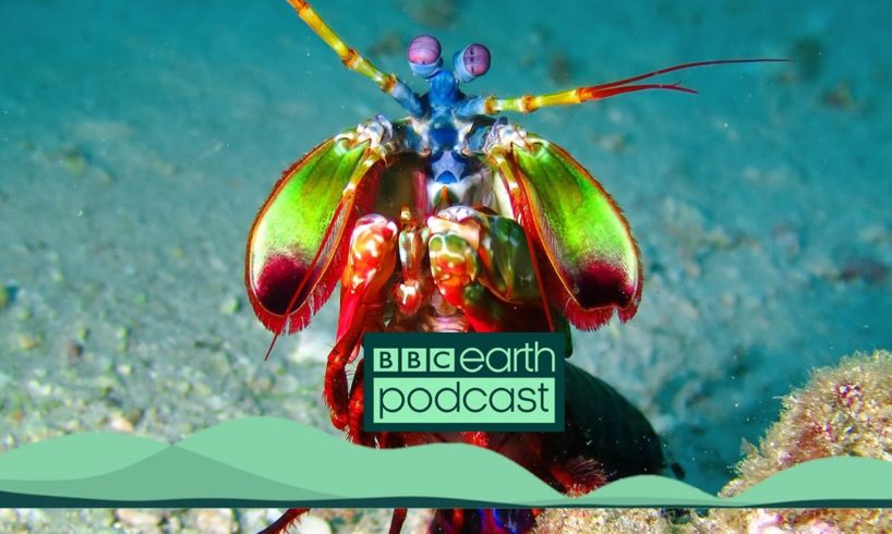 Are Superpowers Inspired By Animals? | BBC Earth Podcast Full Episode | BBC Earth