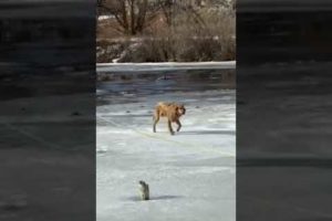 Awesome Dog Rescue From The Ice! 🙀 #shorts