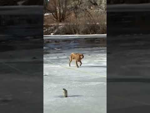 Awesome Dog Rescue From The Ice! 🙀 #shorts