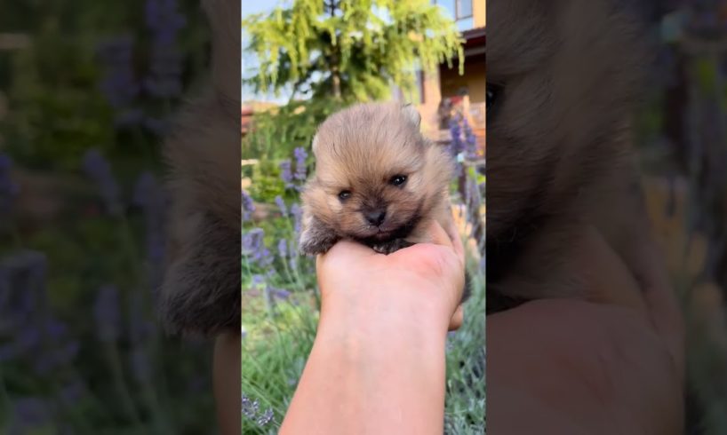 Awww...cutest puppy πππππ#shorts #viral #trending #youtubeshorts #short #shortsfeed #dog