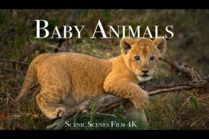 Baby Animals 4K - Amazing World Of Young Animals | Scenic Relaxation Film