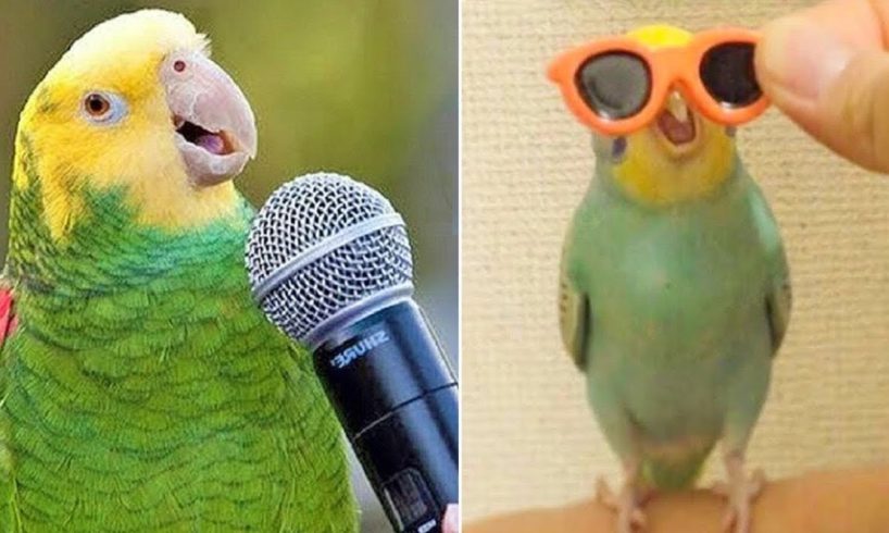 Baby Animals 🔴 Funny Parrots and Cute Birds Compilation (2022) Loros Adorables Recopilación 5