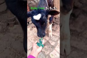 Baby Cow ( calf ) 🐄🐄🐄 #shorts #cow #calf #animals #2022vlogs