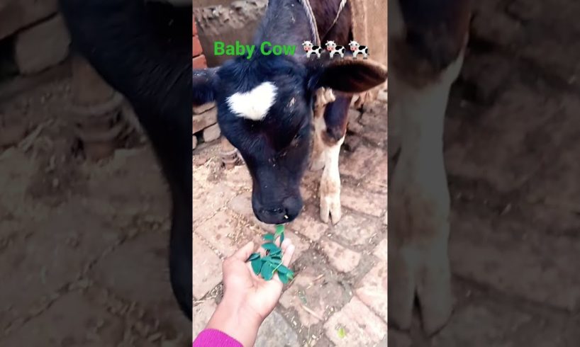 Baby Cow ( calf ) 🐄🐄🐄 #shorts #cow #calf #animals #2022vlogs