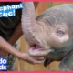 Baby Elephant Is So Brave With Her Rescuers | Rescued! | Dodo Kids