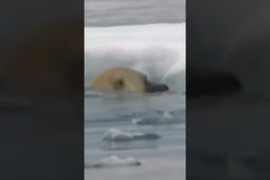 Bear attacked Seal(2022)animal fight#shorts#viral #youtube