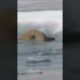 Bear attacked Seal(2022)animal fight#shorts#viral #youtube