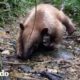 Bebé oso hormiguero rescatado aprende a ser salvaje | Pequeño y Valiente | El Dodo