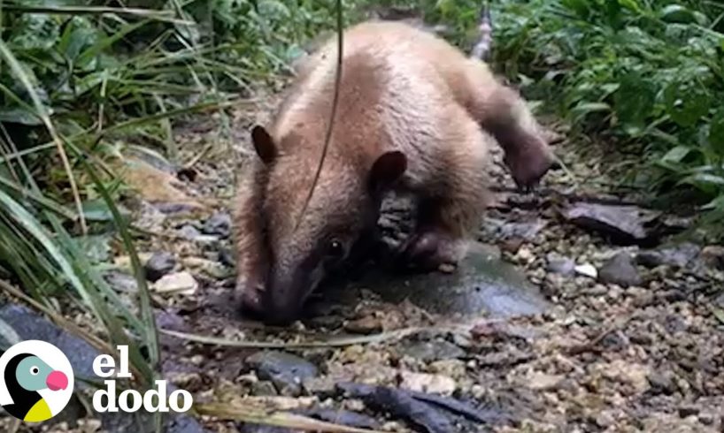 Bebé oso hormiguero rescatado aprende a ser salvaje | Pequeño y Valiente | El Dodo