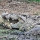 Being Robbed of Prey, Crocodile Attack and Cannibals - Animal Fighting | ATP Earth