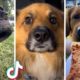 Best DOG Videos Ever!! 🐶 (Compilation of Funniest PUPPIES) 🐶