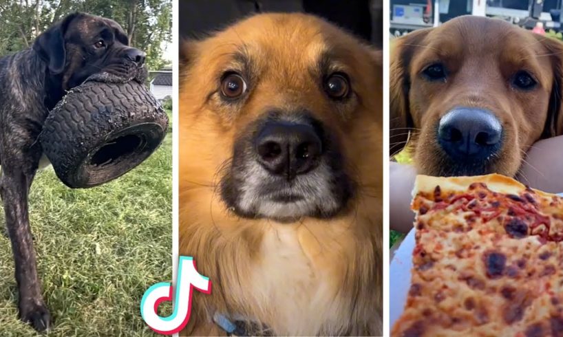 Best DOG Videos Ever!! 🐶 (Compilation of Funniest PUPPIES) 🐶