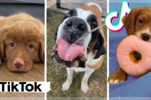 Best Doggos of TikTok ~ Funny Dogs & Cute Puppies