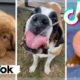 Best Doggos of TikTok ~ Funny Dogs & Cute Puppies