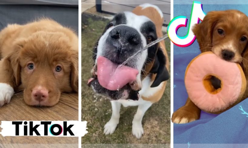 Best Doggos of TikTok ~ Funny Dogs & Cute Puppies