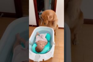 Best Funny and Cute Golden Retriever Puppies | Funny Puppy Videos |
