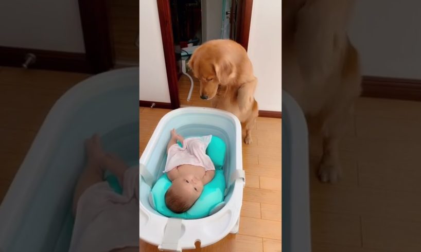Best Funny and Cute Golden Retriever Puppies | Funny Puppy Videos |