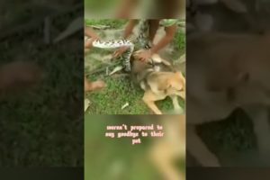 Best unanticipated animal rescues 2022๐#shorts #wildlife