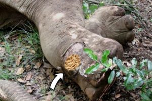 Brave officers gently treated Elephant begging for life with deep septic injuries all over its body