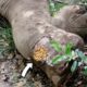 Brave officers gently treated Elephant begging for life with deep septic injuries all over its body