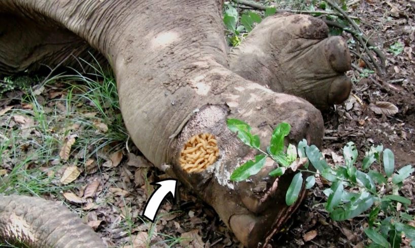 Brave officers gently treated Elephant begging for life with deep septic injuries all over its body