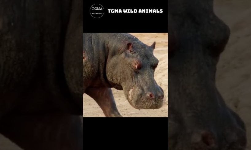 Breathtaking Moment! The Lion Fight Hippo! TGMA Wild Animals #shorts