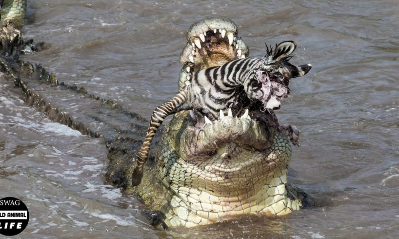 Brutal ! Crocodiles Slaughtered A Series Of Animals Across The River | Wild Animal Life