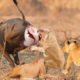 Buffalo Mother Fights With The Lions Fiercely To Protect Calf From the fierce Hunt | Animal World