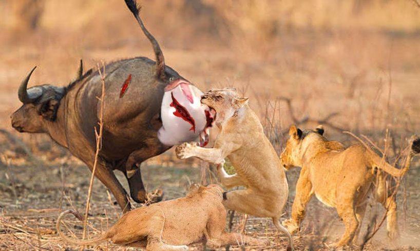 Buffalo Mother Fights With The Lions Fiercely To Protect Calf From the fierce Hunt | Animal World
