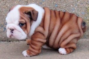 Bulldog Puppies 😍 Cute Bulldog Puppy Videos
