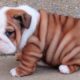 Bulldog Puppies 😍 Cute Bulldog Puppy Videos