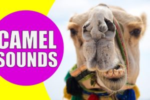 CAMEL SOUNDS | Learn Animals with Kiddopedia #Shorts