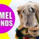 CAMEL SOUNDS | Learn Animals with Kiddopedia #Shorts