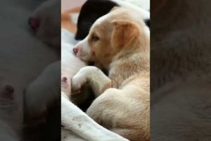 CUTE PUPPIES FEEDING FROM MOM