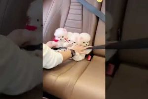 CUTENESS LEVEL 01  #SHORTS #YTSHORTS #YOUTUBESHORTS #CUTE #PUPPY #TOYPOM The cutest puppies ever🥰🥰🥰