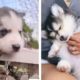 😍CUTEST PETS on Planet? 💖 Try Not To Fall In Love With The Cuteness Of Husky Challenge  🥰