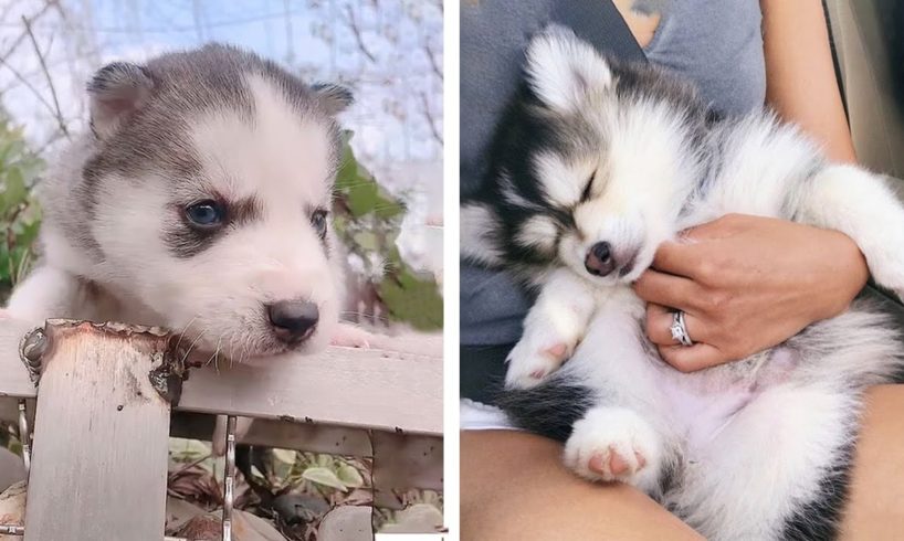 😍CUTEST PETS on Planet? 💖 Try Not To Fall In Love With The Cuteness Of Husky Challenge 🥰