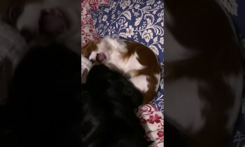CUTEST PUPPIES PLAYING IN BED!
