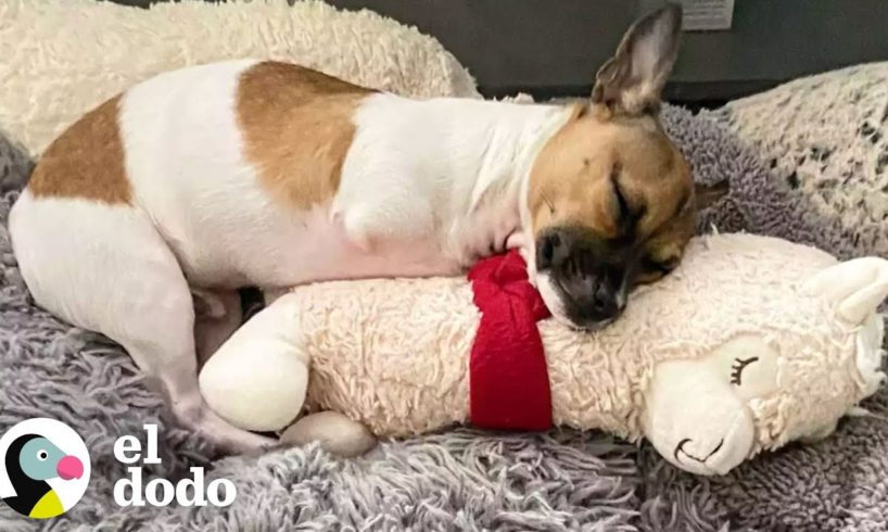 Cachorro Nacido Sin Patas Delanteras Le Alegra La Vida A Perros Mayores | El Dodo