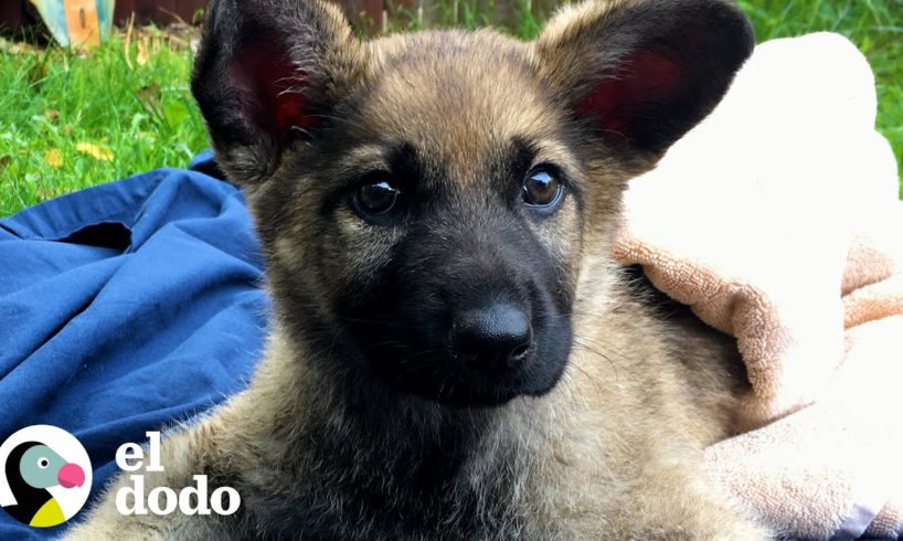 Cachorro que estaba a punto de perder su vida sorprende a todos | El Dodo